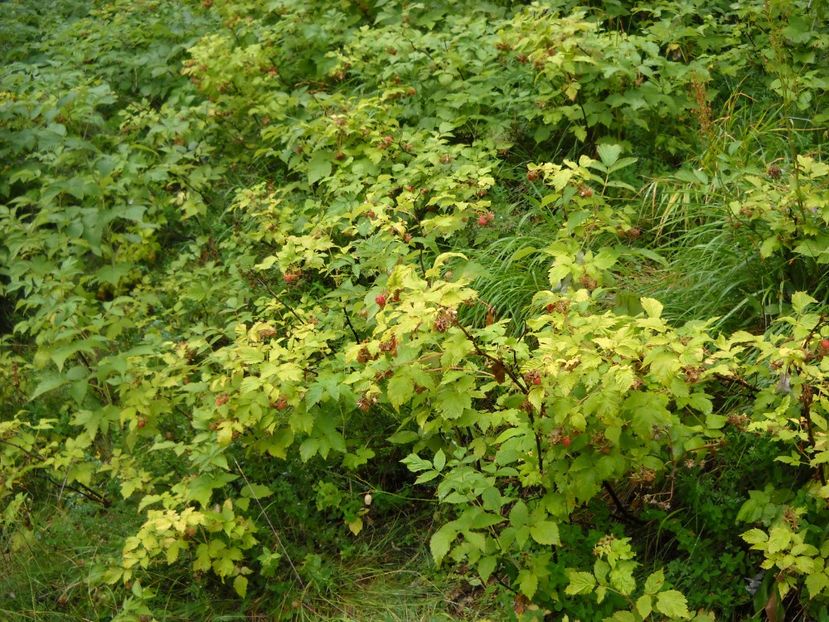  - 2009 AM AJUNS IN ITALIA localitatea LA CA