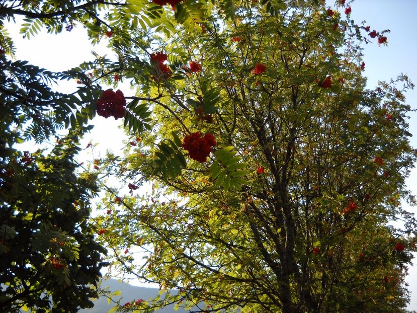  - 2009 AM AJUNS IN ITALIA localitatea LA CA