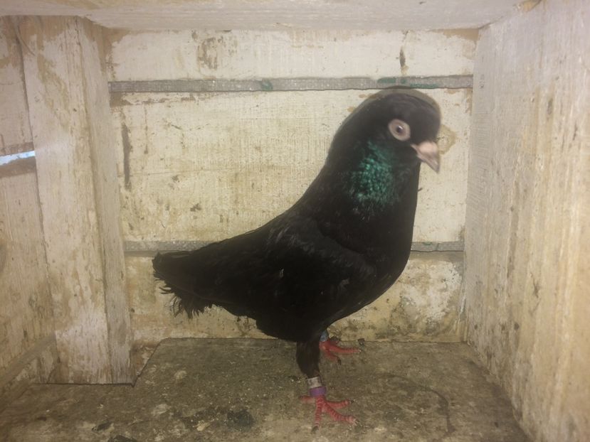  - 0-lot zbor pui 2017