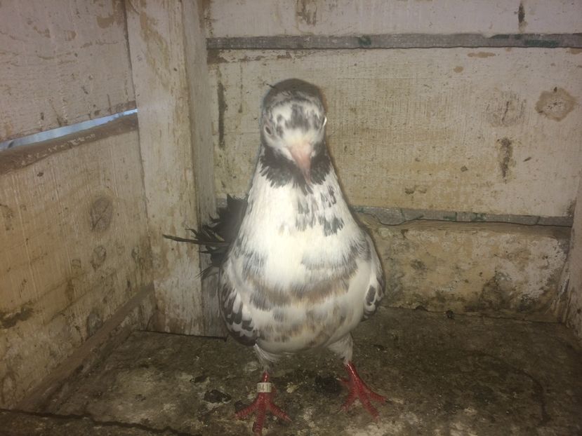 A941/15 - 0-lot zbor pui 2017