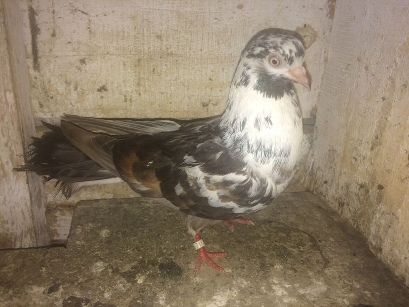  - 0-lot zbor pui 2017