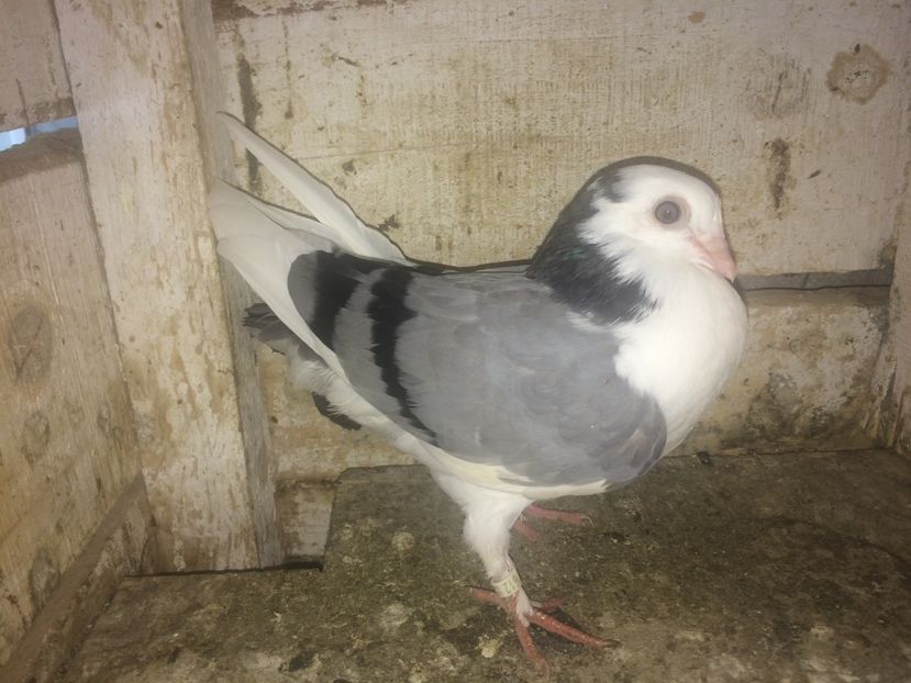  - 0-lot zbor pui 2017