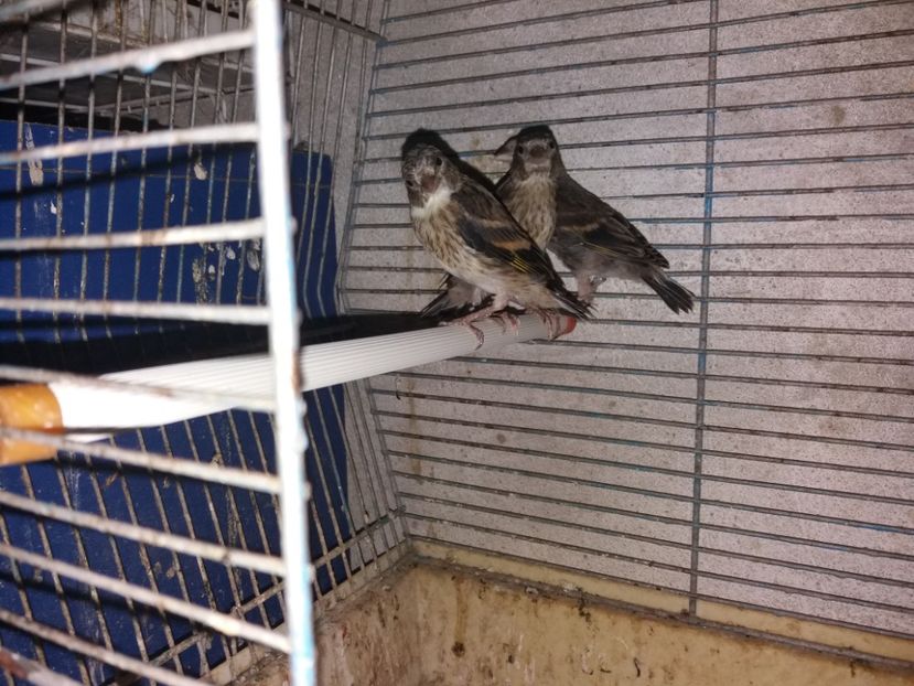  - pui hibrizi petrusi si sticlete 2017