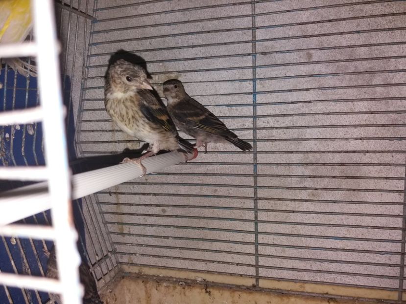  - pui hibrizi petrusi si sticlete 2017