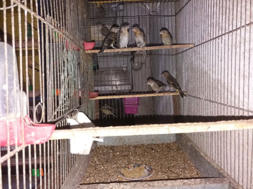  - pui hibrizi petrusi si sticlete 2017