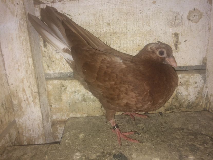 7086/16 - 0-lot zbor pui 2017