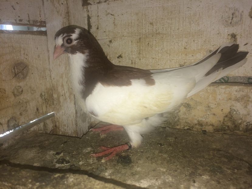 7094/16 - 0-lot zbor pui 2017