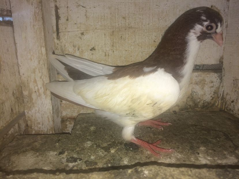  - 0-lot zbor pui 2017