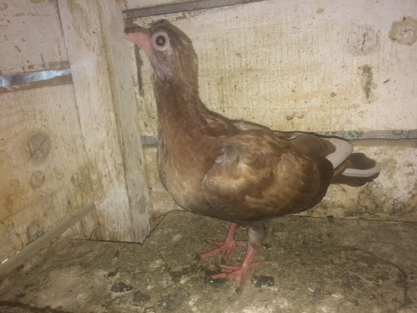  - 0-lot zbor pui 2017