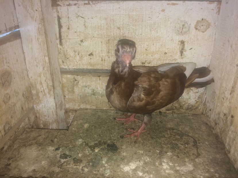  - 0-lot zbor pui 2017