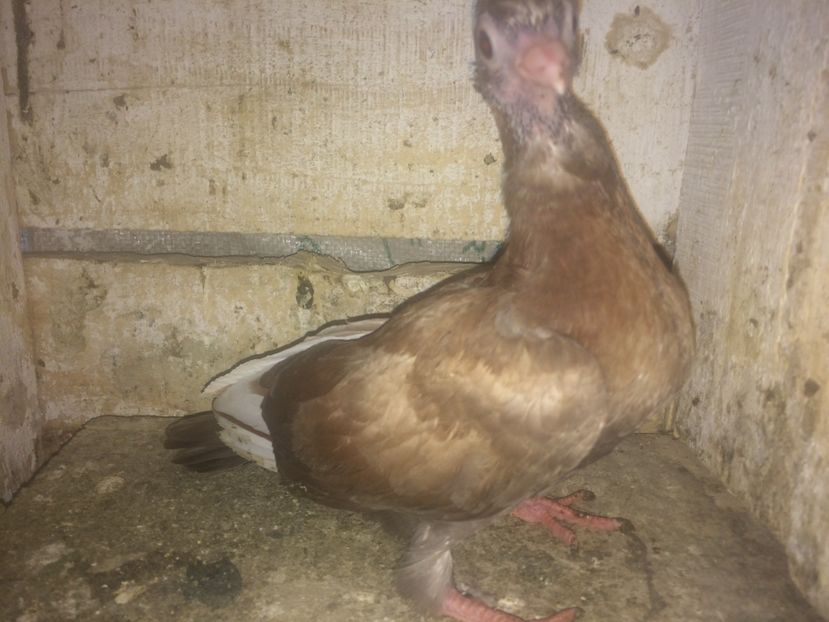  - 0-lot zbor pui 2017