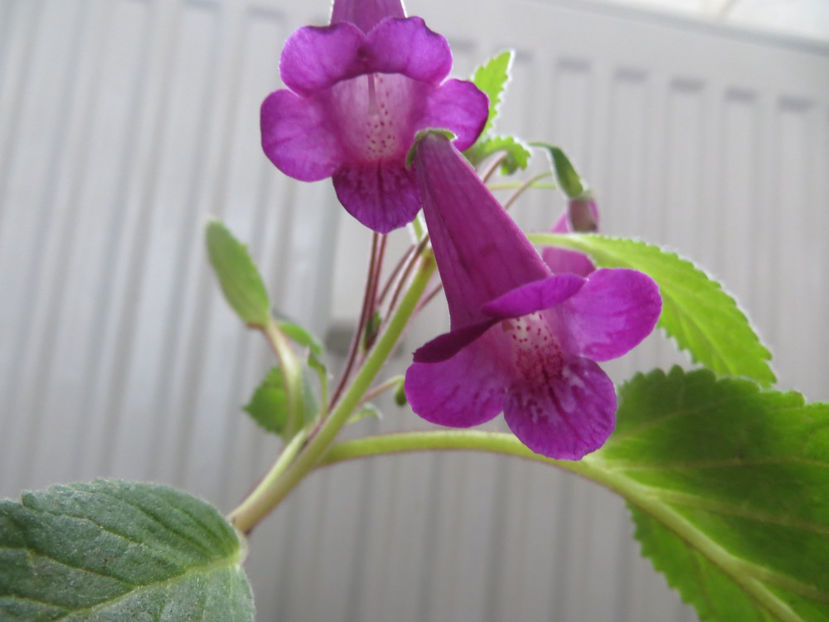  - gesneriaceae