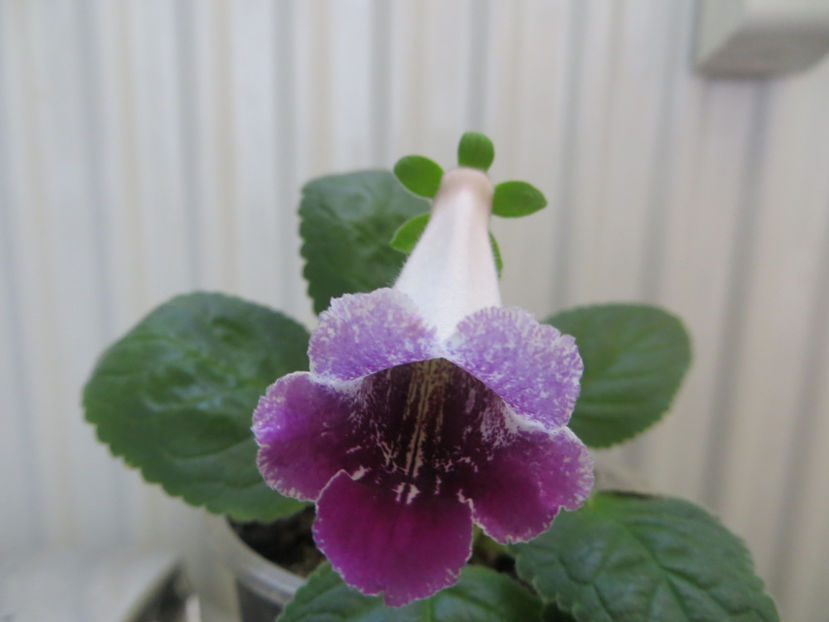  - mini sinningii 2017