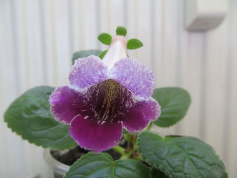  - mini sinningii 2017