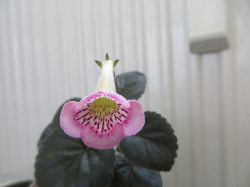 isa s moonlit dancer - mini sinningii 2017