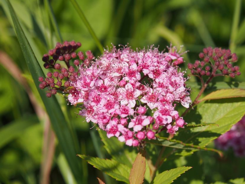 Spirea - 1 Gradina mea