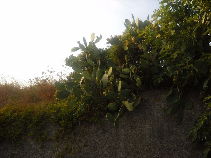  - 2009 PLAJA DE LA MAREA ADRIATICA