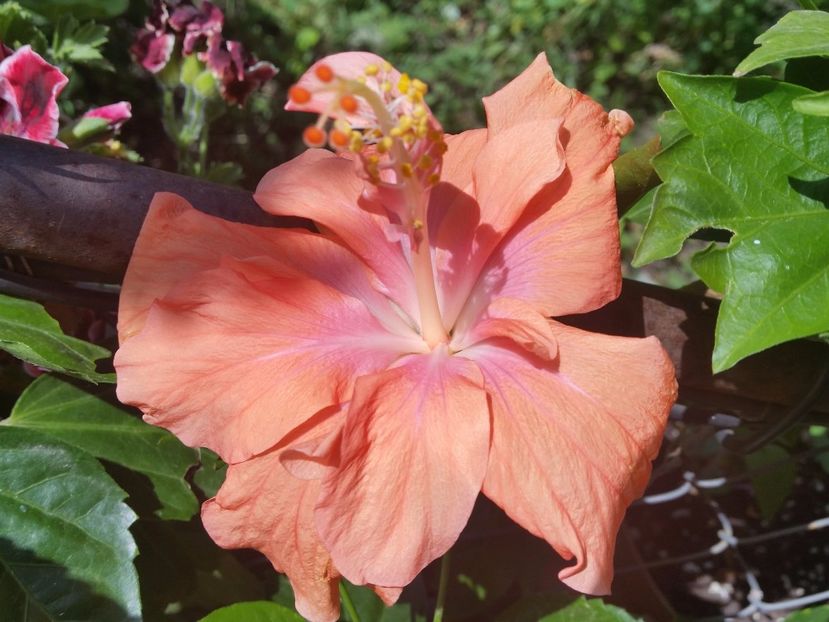 Jane cowl - Hibiscusi 2017