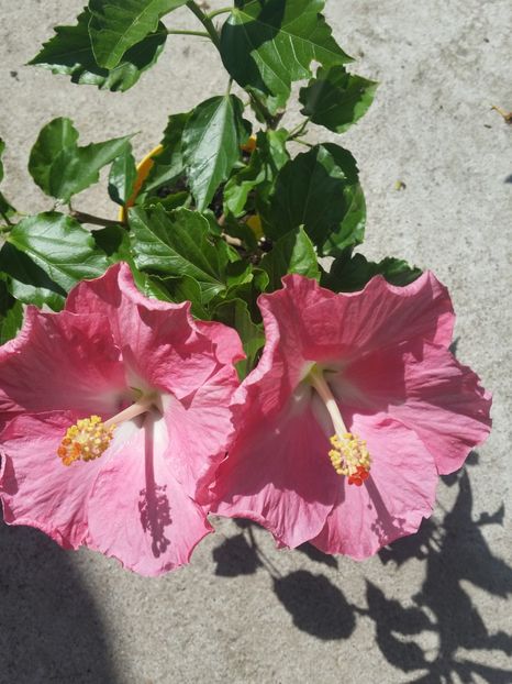 Pinka - Hibiscusi 2017