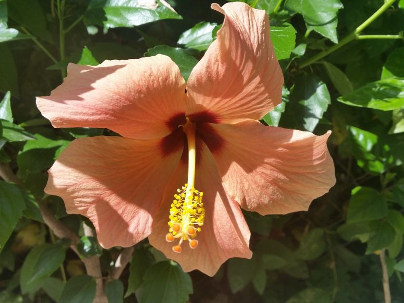 Cairo apricot - Hibiscusi 2017