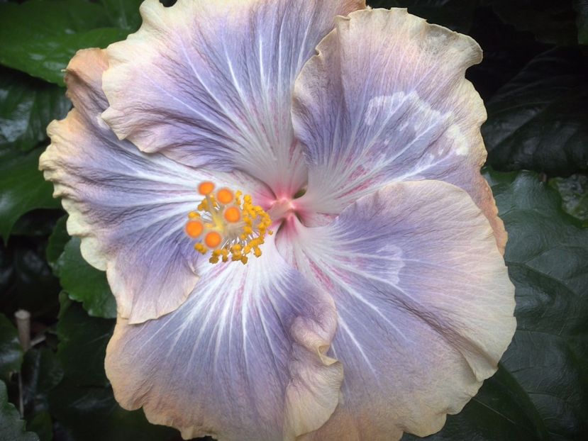 WIN_20170702_121016 - Silver Memories