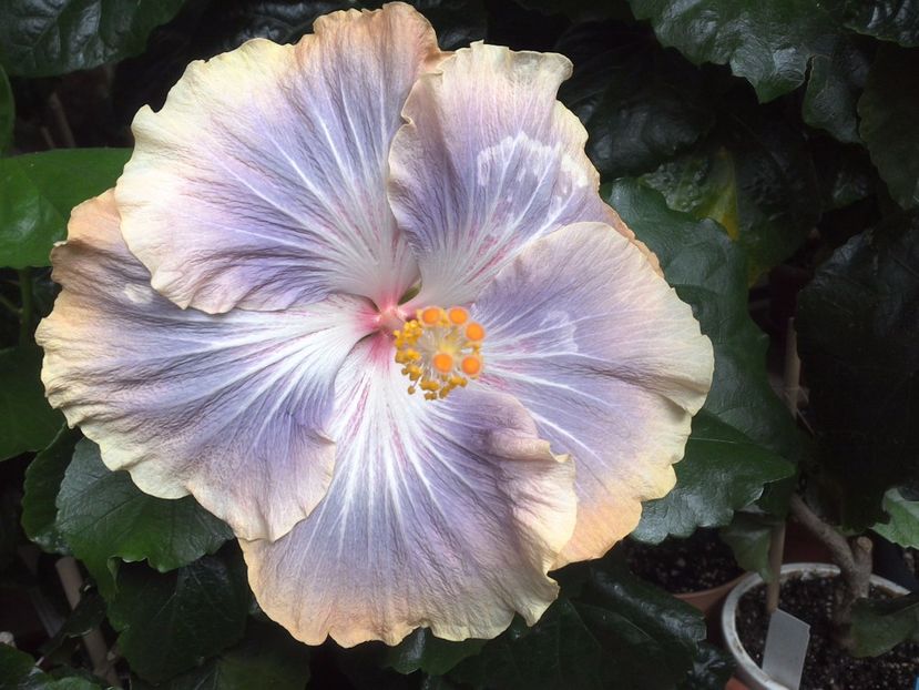 WIN_20170702_121036 - Silver Memories