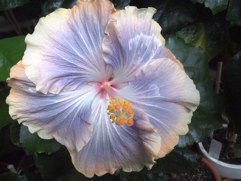 WIN_20170702_121046 - Silver Memories