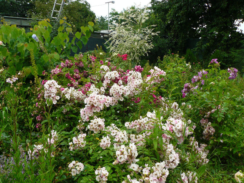 Apple Blossom - 2017 Trandafiri iunie