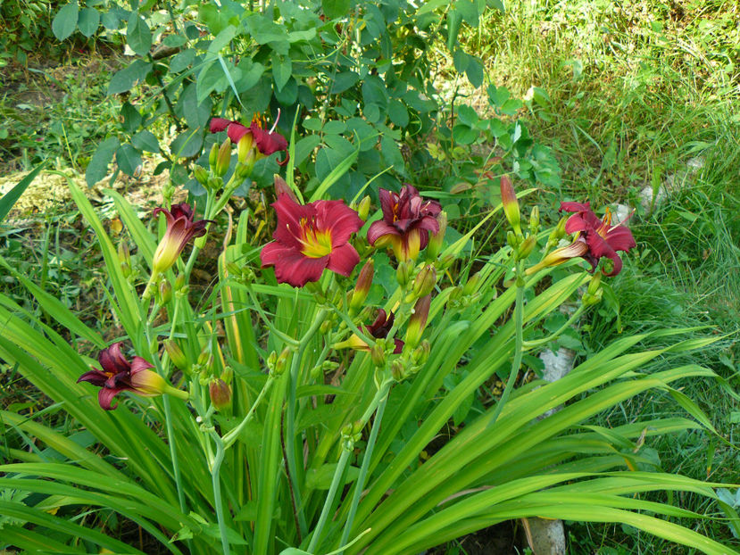 Little Grapette - 2017 Gradina Iulie_Lilium