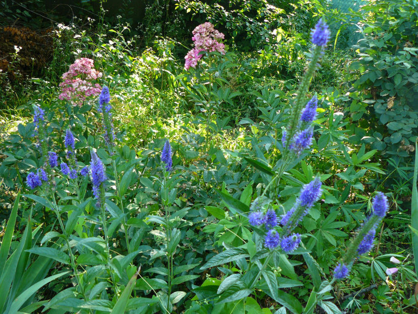 Veronica longifolia Marietta - 2017 Gradina Iulie_Lilium