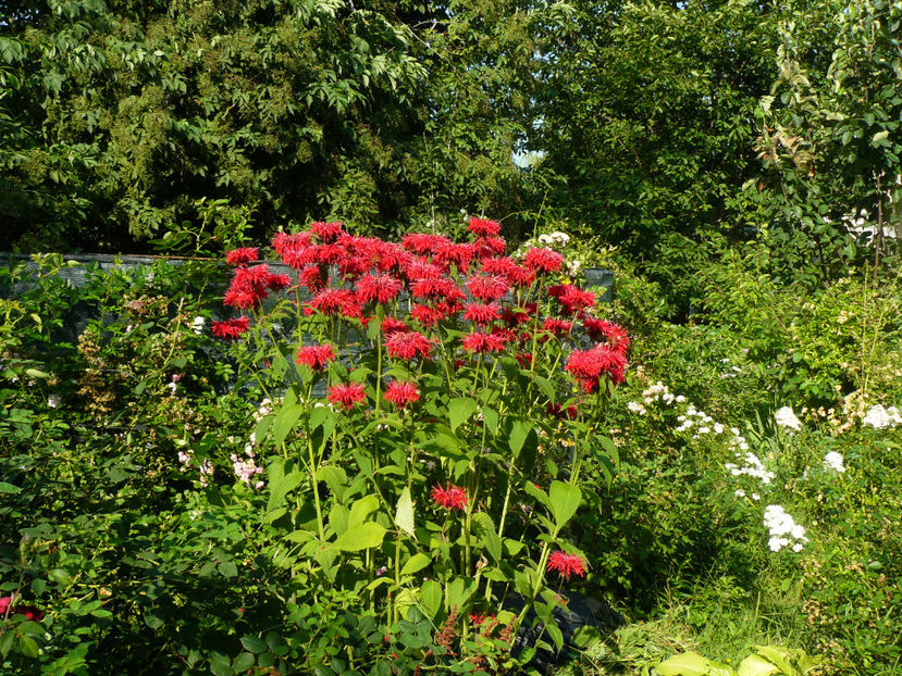 Monarda Red - 2017 Gradina Iulie_Lilium