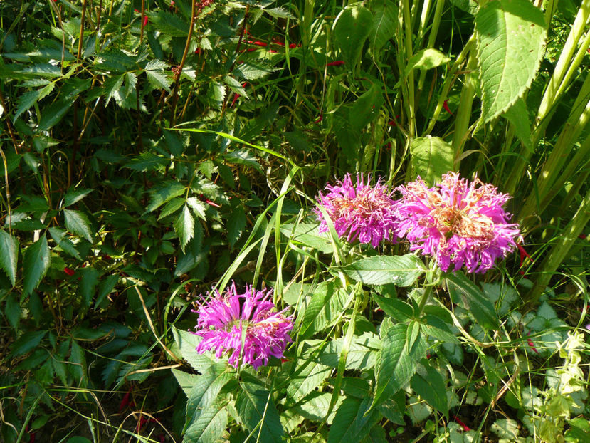 Monarda Balmy Lilac - 2017 Gradina Iulie_Lilium