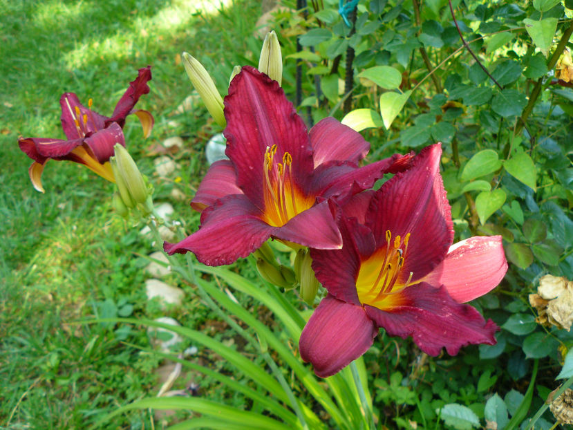 Bourbon King - 2017 Gradina Iulie_Lilium