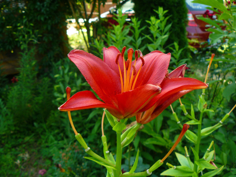 Gran Paradiso - 2017 Gradina Iulie_Lilium