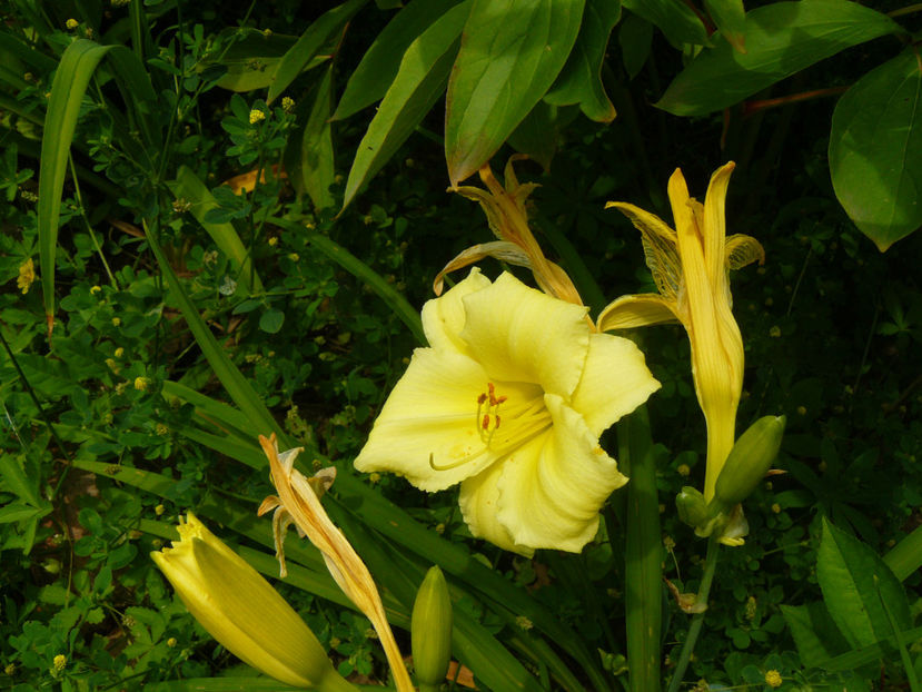 Stela D;Oro - 2017 Gradina Iulie_Lilium