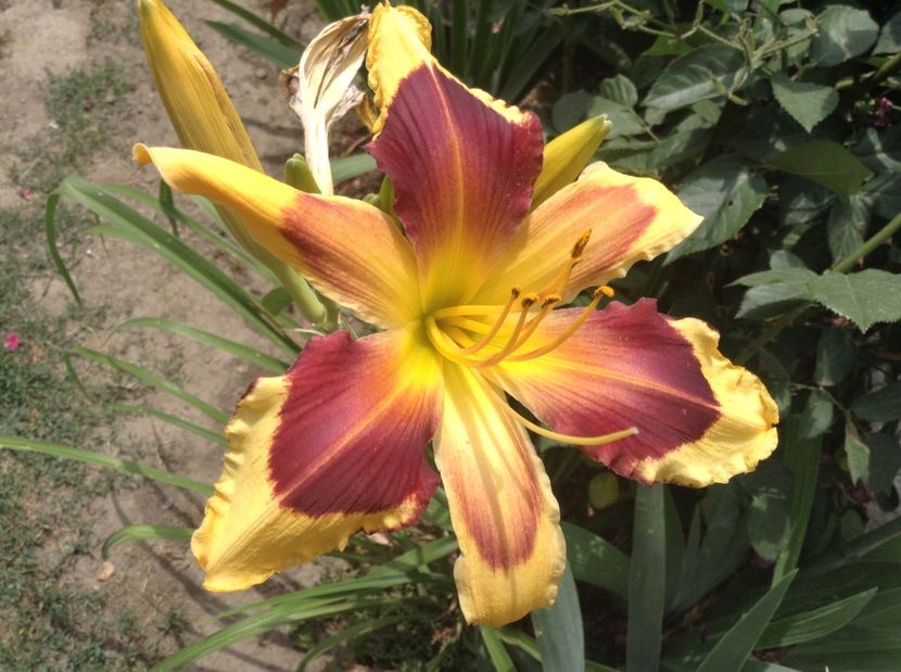 image - Hemerocallisi 2017