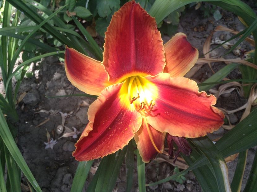 image - Hemerocallisi 2017