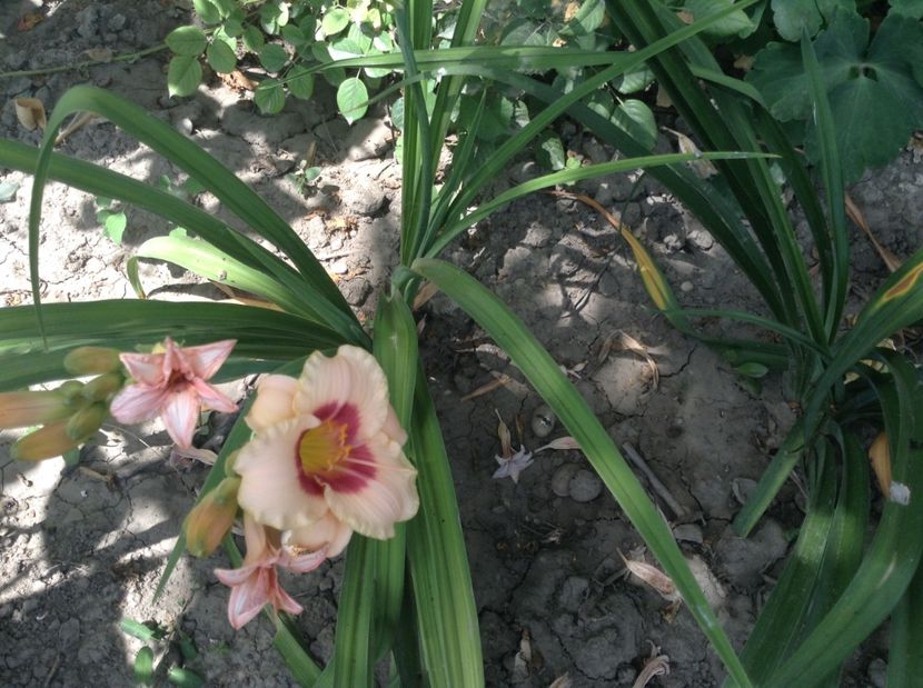 image - Hemerocallisi 2017