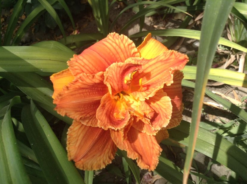 image - Hemerocallisi 2017