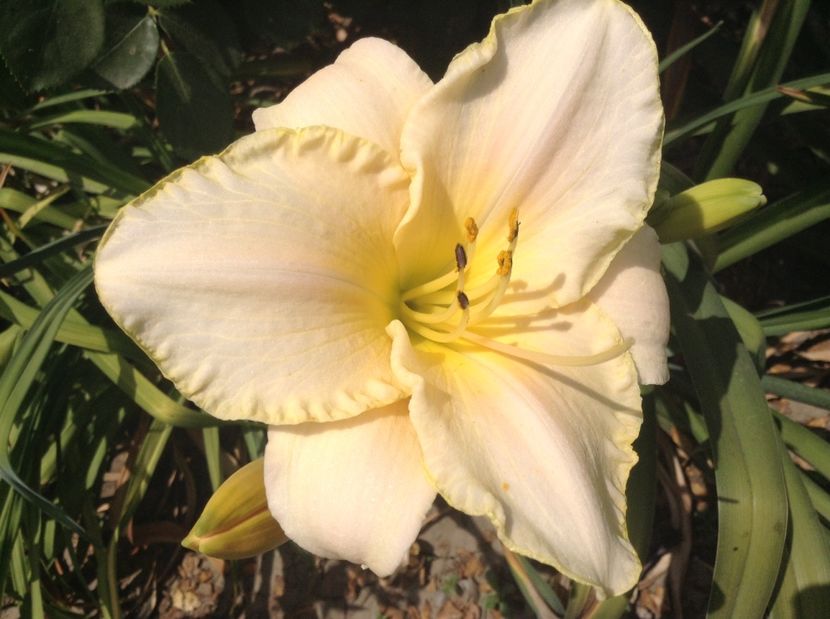 image - Hemerocallisi 2017