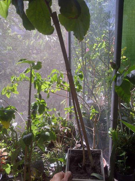 IMG-20170630-03187 - provizoriu