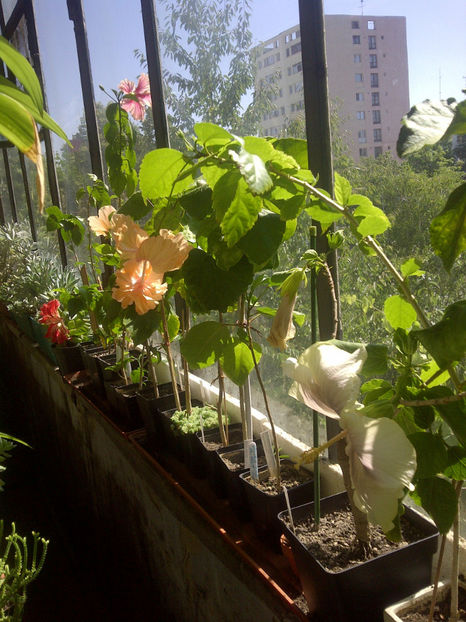 IMG-20170630-03188 - provizoriu