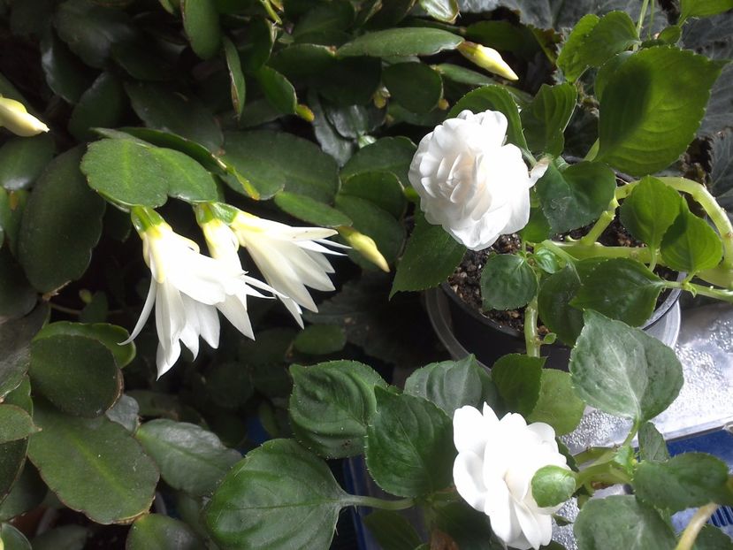 WIN_20170702_130025 - c_rhipsalidopsis