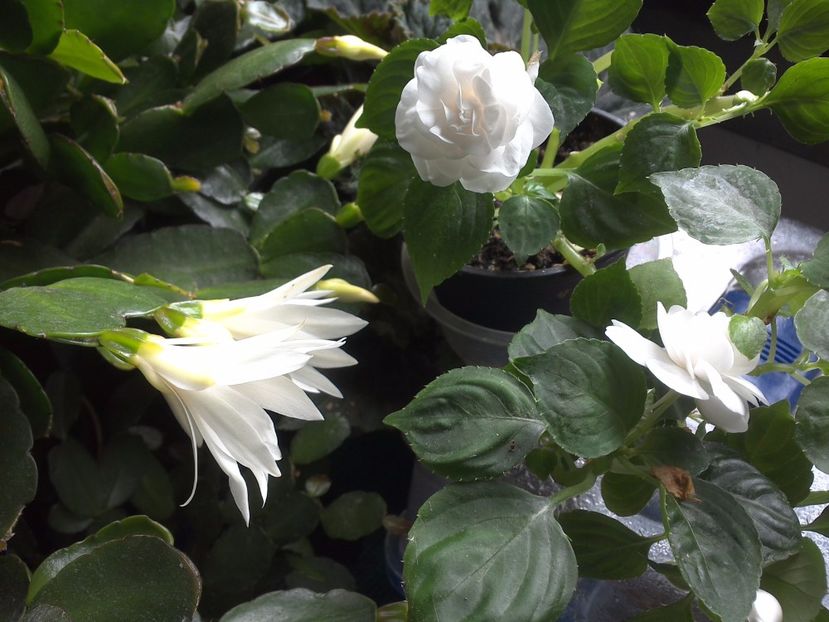 WIN_20170702_130036 - c_rhipsalidopsis