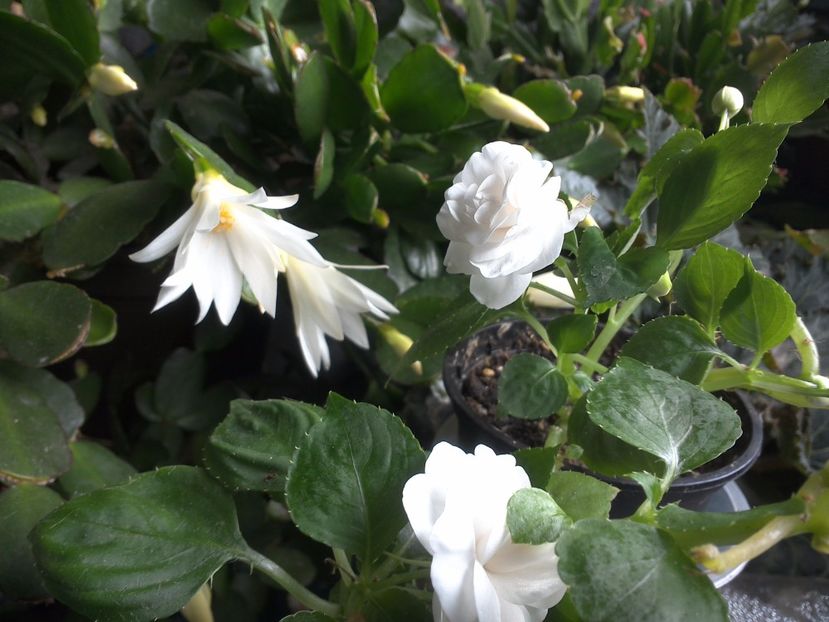 WIN_20170702_130232 - c_rhipsalidopsis