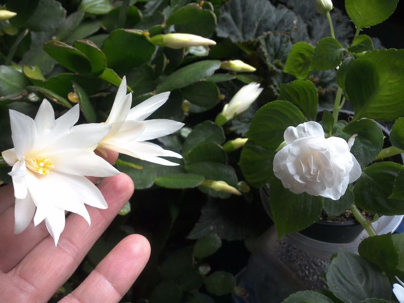 WIN_20170702_130259 - c_rhipsalidopsis