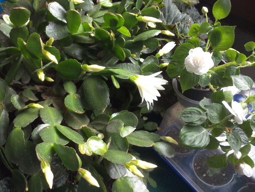 WIN_20170702_130353 - c_rhipsalidopsis