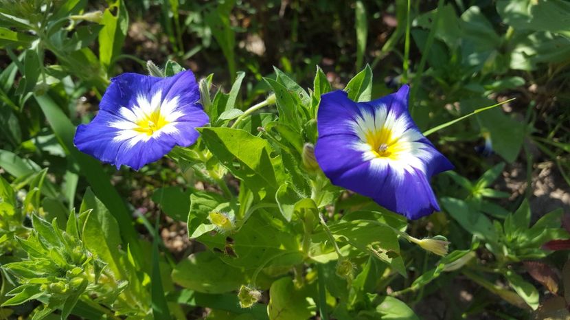  - Zorele pitice sau Convolvulus tricolor