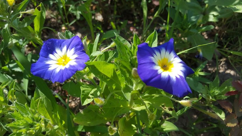  - Zorele pitice sau Convolvulus tricolor