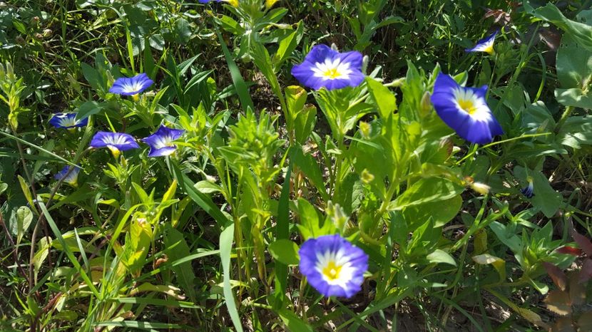 20170630_095337(0) - Zorele pitice sau Convolvulus tricolor